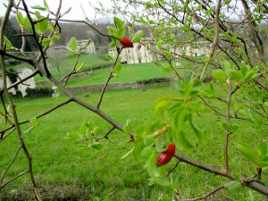 Wild rose hip berries